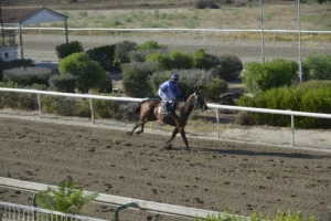 ΙΠΠΟΔΡΟΜΟΣ ΚΥΠΡΟΣ / IPPODROMOS KYPROS MEDEA ΜΗΔΕΙΑ - 11/07/2025