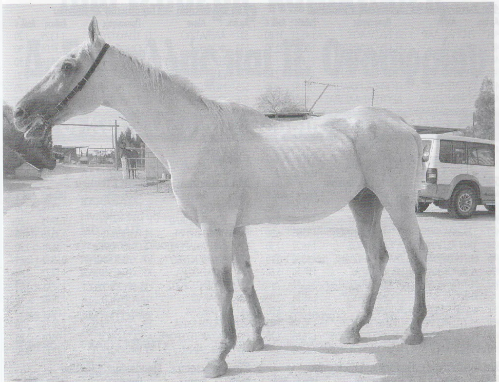 ΑΦΙΕΡΩΜΑ: ΤΟΥΪΣΤ ΕΝΤ ΣΙΑΟΥΤ 1 ΙΠΠΟΔΡΟΜΟΣ ΚΥΠΡΟΣ / IPPODROMOS KYPROS