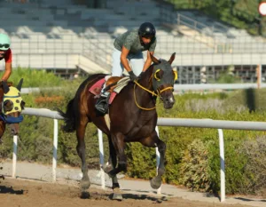 ΙΠΠΟΔΡΟΜΟΣ ΚΥΠΡΟΣ / IPPODROMOS KYPROS