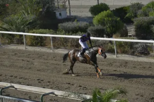 ΙΠΠΟΔΡΟΜΟΣ ΚΥΠΡΟΣ / IPPODROMOS KYPROS ΤΖΟΡΤΖ ΔΕ ΦΑΡΙΕΡ (GEORGE THE FARRIER) - 29/08/2025