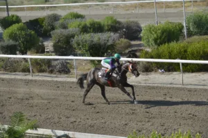 ΙΠΠΟΔΡΟΜΟΣ ΚΥΠΡΟΣ / IPPODROMOS KYPROS ΒΑΜΟΣ ΑΡΙΜΠΑ (VAMOS ARRIBA) - 06/08/2025