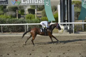 ΙΠΠΟΔΡΟΜΟΣ ΚΥΠΡΟΣ / IPPODROMOS KYPROS ΑΝΤΡΕΛΕΦ ΣΕΗΛ (ANDRELEF SALE) - 01/08/2025