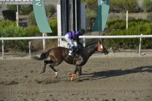 ΙΠΠΟΔΡΟΜΟΣ ΚΥΠΡΟΣ / IPPODROMOS KYPROS ΤΖΟΡΤΖ ΔΕ ΦΑΡΙΕΡ (GEORGE THE FARRIER) - 29/08/2025