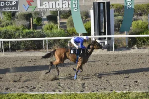 ΙΠΠΟΔΡΟΜΟΣ ΚΥΠΡΟΣ / IPPODROMOS KYPROS ΓΡΙΛΑΝΔΙΑ (GRINALNDIA) - 08/08/2025