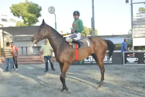 ΙΠΠΟΔΡΟΜΟΣ ΚΥΠΡΟΣ / IPPODROMOS KYPROS ΧΑΒΑΗ ΜΠΟΣ (HAWAII BOSS) - 06/08/2025