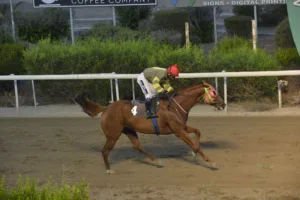 ΙΠΠΟΔΡΟΜΟΣ ΚΥΠΡΟΣ / IPPODROMOS KYPROS ΜΙΚΡΟΣ ΚΥΡΙΑΚΟΣ (MIKROS KYRIAKOS) - 29/08/2025