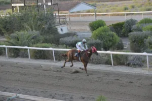 ΙΠΠΟΔΡΟΜΟΣ ΚΥΠΡΟΣ / IPPODROMOS KYPROS ΒΙΤΤΗΣ ΖΕΦΥΡΟΣ (VITTIS ZEPHYROS) 08/08/2025