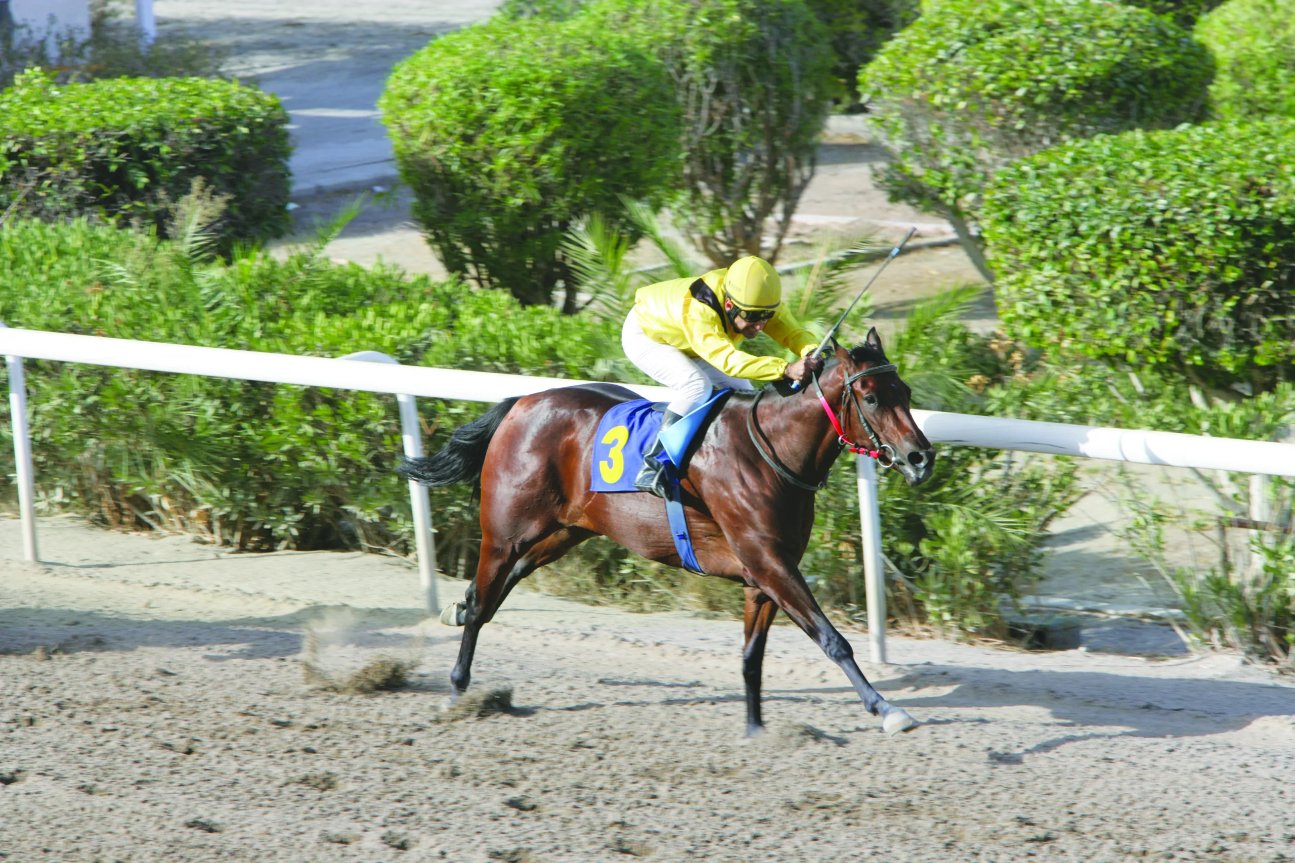 Ταξινομήθηκαν 2 τριετή και 3 διετή 1 ΙΠΠΟΔΡΟΜΟΣ ΚΥΠΡΟΣ / IPPODROMOS KYPROS