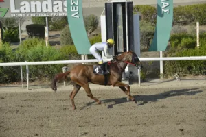 ΙΠΠΟΔΡΟΜΟΣ ΚΥΠΡΟΣ / IPPODROMOS KYPROS ΜΑΤΖΕΣΤΙΚ ΑΡΙΑ (MAJESTIC ARIA) - 03/09/2025