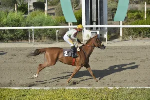 ΙΠΠΟΔΡΟΜΟΣ ΚΥΠΡΟΣ / IPPODROMOS KYPROS ΣΕΡ ΛΑΝΣΕΛΟΤ (SIR LANCELOT) - 17/09/2025