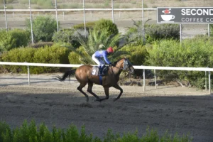 ΙΠΠΟΔΡΟΜΟΣ ΚΥΠΡΟΣ / IPPODROMOS KYPROS ΚΑΡΑΜΠΙΝΑ (KARAMPINA) - 24/09/2025