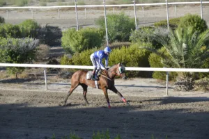 ΙΠΠΟΔΡΟΜΟΣ ΚΥΠΡΟΣ / IPPODROMOS KYPROS ΖΑΤΑΝΝΑ (ZATANNA) - 21/09/2025