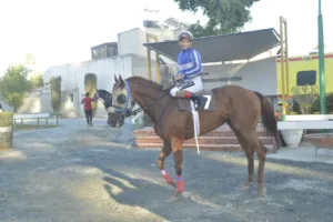 ΙΠΠΟΔΡΟΜΟΣ ΚΥΠΡΟΣ / IPPODROMOS KYPROS ΚΙΝΓΚ ΨΥΛΛΟΣ (KING PSYLLOS) - 21/09/2025