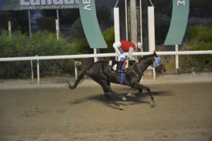 ΙΠΠΟΔΡΟΜΟΣ ΚΥΠΡΟΣ / IPPODROMOS KYPROS ΙΠΠΟΔΑΜΑΝΤΑΣ (IPPODAMANTAS) - 24/09/2025