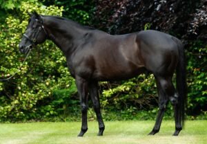 ΙΠΠΟΔΡΟΜΟΣ ΚΥΠΡΟΣ / IPPODROMOS KYPROS