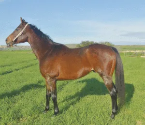 ΙΠΠΟΔΡΟΜΟΣ ΚΥΠΡΟΣ / IPPODROMOS KYPROS