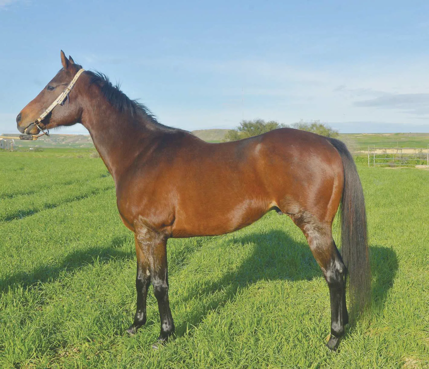 Απεβίωσε από κολικό ο Τζιν Τραπ 1 ΙΠΠΟΔΡΟΜΟΣ ΚΥΠΡΟΣ / IPPODROMOS KYPROS