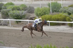 ΙΠΠΟΔΡΟΜΟΣ ΚΥΠΡΟΣ / IPPODROMOS KYPROS ΜΑΤΖΕΣΤΙΚ ΑΡΙΑ - 01/10/2025