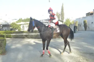 ΙΠΠΟΔΡΟΜΟΣ ΚΥΠΡΟΣ / IPPODROMOS KYPROS ΙΠΠΟΔΡΟΜΟΣ ΚΥΠΡΟΣ / IPPODROMOS KYPROS ΣΠΙΡΙΤ - 19/10/2025