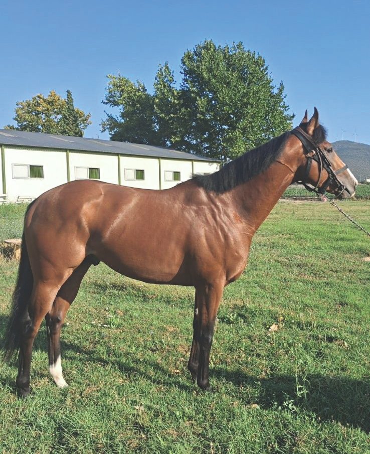 Γιος της Enable επιβήτορας στην Κύπρο 1 ΙΠΠΟΔΡΟΜΟΣ ΚΥΠΡΟΣ / IPPODROMOS KYPROS