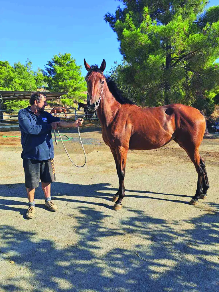 Επενδύει πολλά στον επιβήτορα Τίανταη 2 ΙΠΠΟΔΡΟΜΟΣ ΚΥΠΡΟΣ / IPPODROMOS KYPROS
