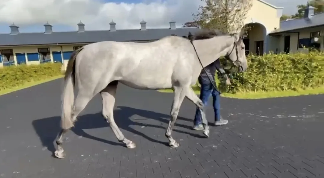 ΙΠΠΟΔΡΟΜΟΣ ΚΥΠΡΟΣ / IPPODROMOS KYPROS