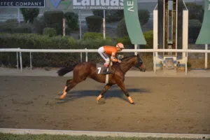 ΙΠΠΟΔΡΟΜΟΣ ΚΥΠΡΟΣ / IPPODROMOS KYPROS ΧΟΣΕ ΑΡΜΑΝΤΟ - 01/11/2025