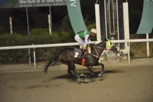 ΙΠΠΟΔΡΟΜΟΣ ΚΥΠΡΟΣ / IPPODROMOS KYPROS ΚΟΥΗΝ ΚΟΛΟΚΑΣΟΥ - 19/11/2025