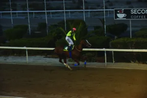 ΙΠΠΟΔΡΟΜΟΣ ΚΥΠΡΟΣ / IPPODROMOS KYPROS ΠΙΛΙΠΙΝΤΗΣ - The GBI Racing ΚΥΠΕΛΛΟ ΝΤΕΡΜΠΙ - 23/11/2025