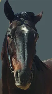 ΙΠΠΟΔΡΟΜΟΣ ΚΥΠΡΟΣ / IPPODROMOS KYPROS