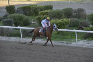 ΙΠΠΟΔΡΟΜΟΣ ΚΥΠΡΟΣ / IPPODROMOS KYPROS ΟΝΗΣΙΛΟΣ - 17/12/2025