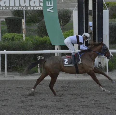 ΙΠΠΟΔΡΟΜΟΣ ΚΥΠΡΟΣ / IPPODROMOS KYPROS ΕΛΙΚΩΝΑΣ - 12/12/2025