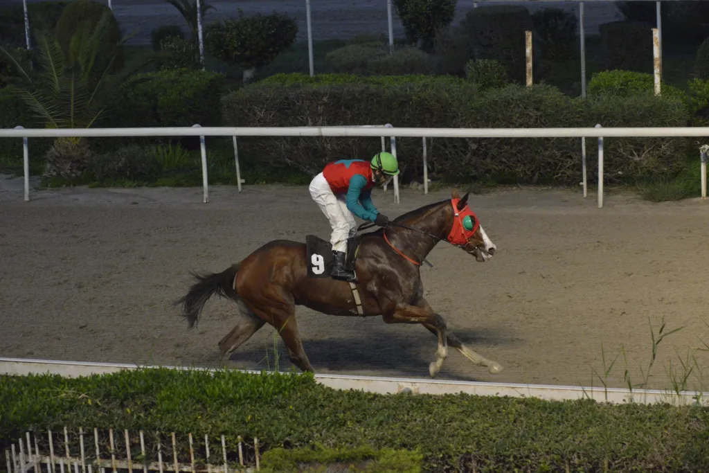 Πρωταθλητής διετής ο Στάρλινκ 3 ΙΠΠΟΔΡΟΜΟΣ ΚΥΠΡΟΣ / IPPODROMOS KYPROS ΣΑΝΤΗ ΛΟΥΤΣΙΑΝΟ - ΚΡΙΤΗΡΙΟ ΔΙΕΤΩΝ 26/12/2025