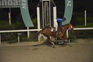 ΙΠΠΟΔΡΟΜΟΣ ΚΥΠΡΟΣ / IPPODROMOS KYPROS ΗΛΙΑΜΠΕΛΑ - 14/12/2025