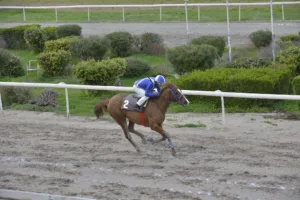 ΙΠΠΟΔΡΟΜΟΣ ΚΥΠΡΟΣ / IPPODROMOS KYPROS ΜΑΡΙΓΚΟΛΝΤ - 18.01.2026