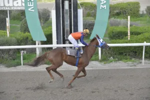 ΙΠΠΟΔΡΟΜΟΣ ΚΥΠΡΟΣ / IPPODROMOS KYPROS ΑΥΤΟΥ ΜΕΓΑΛΕΙΟΤΗΣ - 06/01/2026