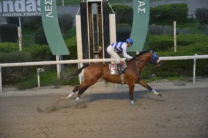 ΙΠΠΟΔΡΟΜΟΣ ΚΥΠΡΟΣ / IPPODROMOS KYPROS ΣΑΠΙΑΝΚΟΜΟΝΟΚΟΡΥΦΗ - 16.01.2026