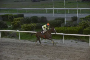 ΙΠΠΟΔΡΟΜΟΣ ΚΥΠΡΟΣ / IPPODROMOS KYPROS ΕΠΑΘΛΟ ΓΕΩΡΓΙΟΥ ΒΑΣΙΛΕΙΑΔΗ - ΠΙΛΙΠΙΝΤΗΣ - 18.01.2026