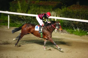 ΙΠΠΟΔΡΟΜΟΣ ΚΥΠΡΟΣ / IPPODROMOS KYPROS