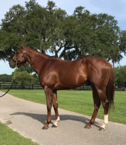 ΙΠΠΟΔΡΟΜΟΣ ΚΥΠΡΟΣ / IPPODROMOS KYPROS