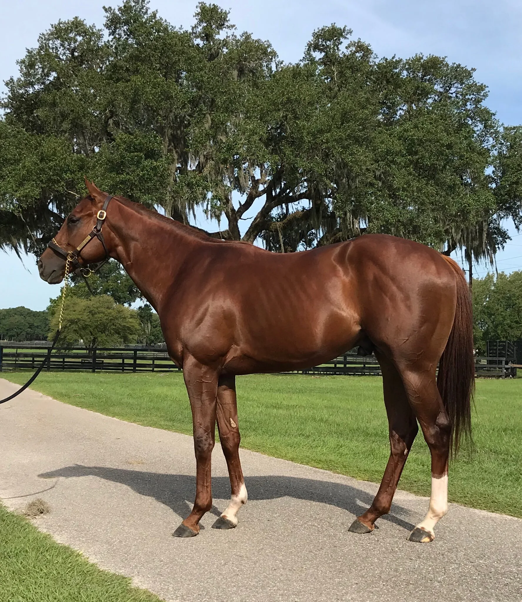 Momos (USA): Τα πρώτα πουλάρια εντυπωσιάζουν 1 ΙΠΠΟΔΡΟΜΟΣ ΚΥΠΡΟΣ / IPPODROMOS KYPROS