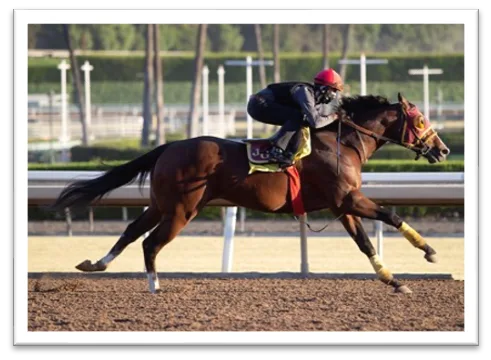 ΙΠΠΟΔΡΟΜΟΣ ΚΥΠΡΟΣ / IPPODROMOS KYPROS