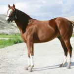 ΙΠΠΟΔΡΟΜΟΣ ΚΥΠΡΟΣ / IPPODROMOS KYPROS