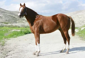 ΙΠΠΟΔΡΟΜΟΣ ΚΥΠΡΟΣ / IPPODROMOS KYPROS