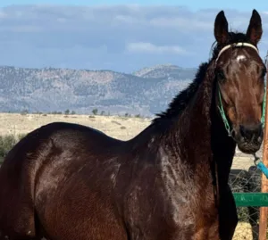 ΙΠΠΟΔΡΟΜΟΣ ΚΥΠΡΟΣ / IPPODROMOS KYPROS