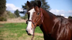 ΙΠΠΟΔΡΟΜΟΣ ΚΥΠΡΟΣ / IPPODROMOS KYPROS O Big Runneur.