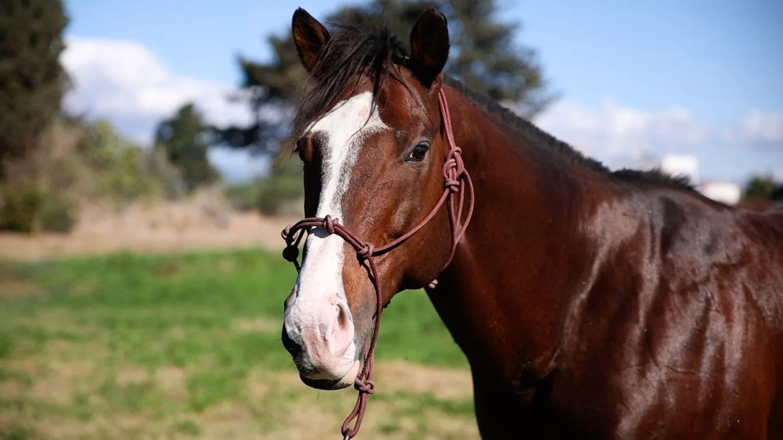 ΙΠΠΟΔΡΟΜΟΣ ΚΥΠΡΟΣ / IPPODROMOS KYPROS O Big Runneur.