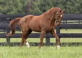 Momos (USA): Τα πρώτα πουλάρια εντυπωσιάζουν 3 ΙΠΠΟΔΡΟΜΟΣ ΚΥΠΡΟΣ / IPPODROMOS KYPROS