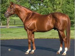 Momos (USA): Τα πρώτα πουλάρια εντυπωσιάζουν 4 ΙΠΠΟΔΡΟΜΟΣ ΚΥΠΡΟΣ / IPPODROMOS KYPROS