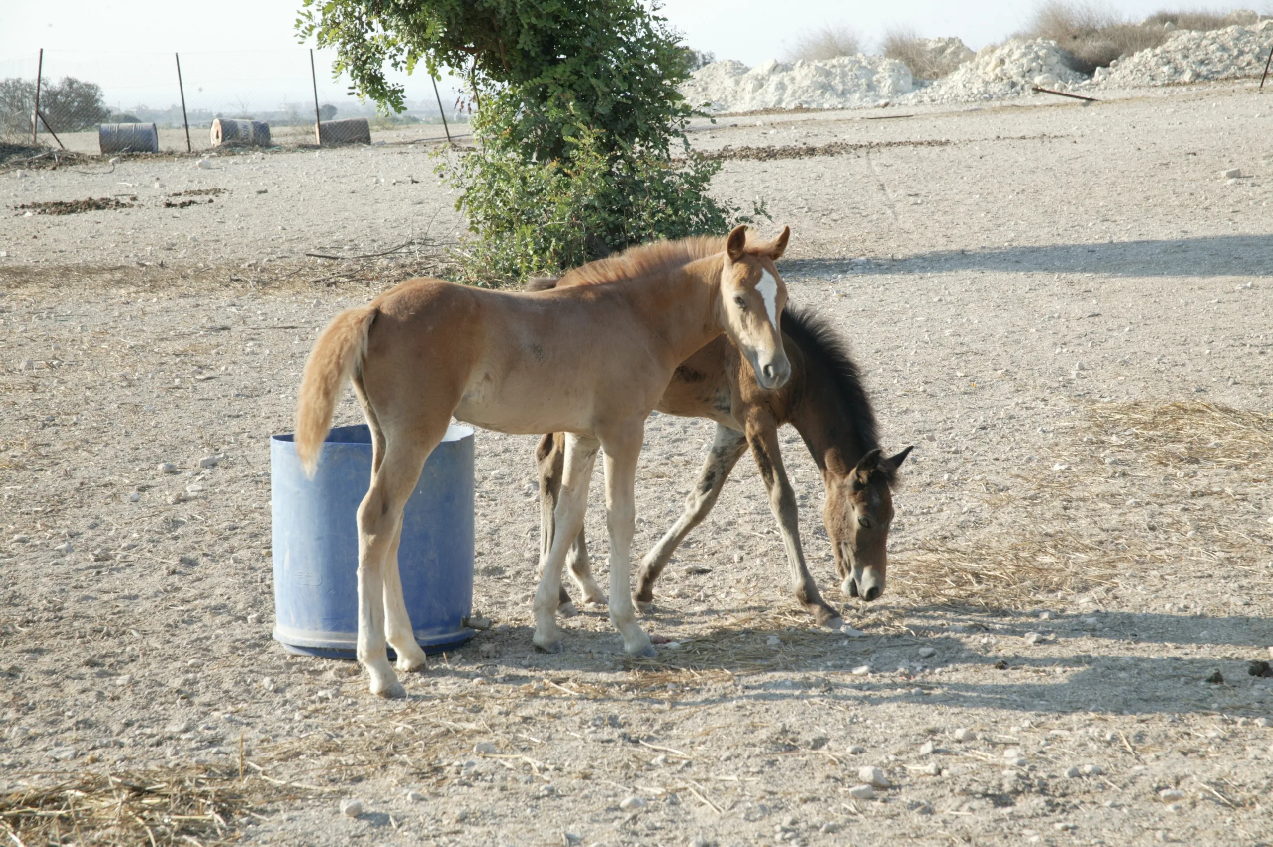 ΙΠΠΟΔΡΟΜΟΣ ΚΥΠΡΟΣ / IPPODROMOS KYPROS